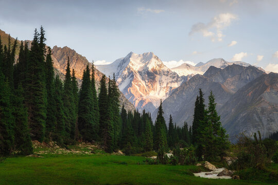 View of sunlight kissing the snow-capped peaks beyond the lush green meadow and the dark, dense evergreen forest, Boris Yelstin Peak, Karakol, Issyk-Kul Region, Kyrgyzstan.