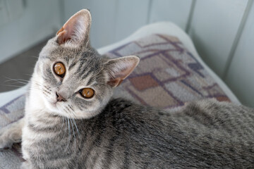 Curious Cat Relaxing on a Cozy Blanket