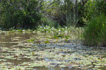 Everglades landscape Scenery with Water Reflections