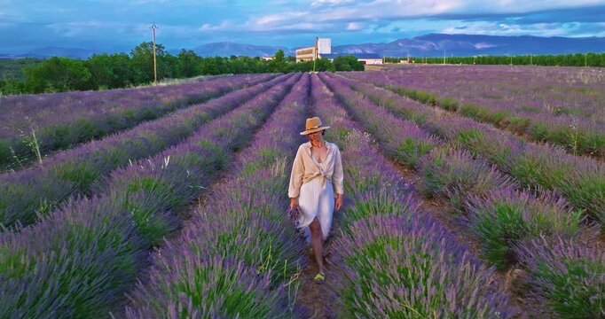 Aerial view of beautiful lavender field at sunset. A girl in a long dress and hat walks between rows of blooming lavender fields. Valensole, Provence, France 