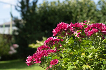 Bright blooming chrysanthemums in the garden with sunlight and blurred background.