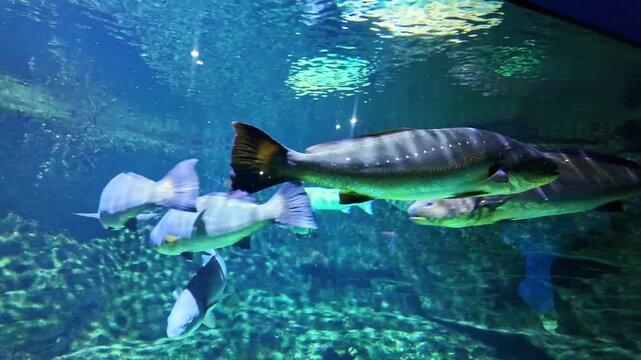 Maigre aka meagre, croaker, jewfish, shade-fish swimming with others inside the clear aquarium water habitat.