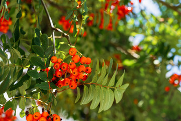 Clusters of ripe rowan berries among green leaves on a tree.