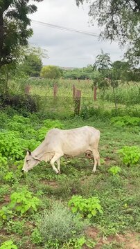 A Cow Grazing in A green agriculture Field, Cow in the field, Indian Cow in the field.