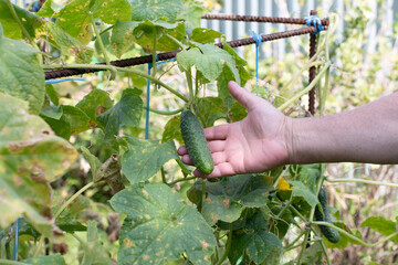 Hand picking young cucumber from garden plant.