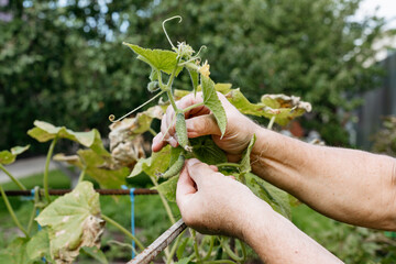 Hands checking young cucumber in garden plant.