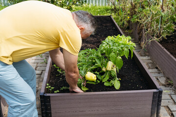 Man working in a raised garden bed with fresh vegetables and plants.