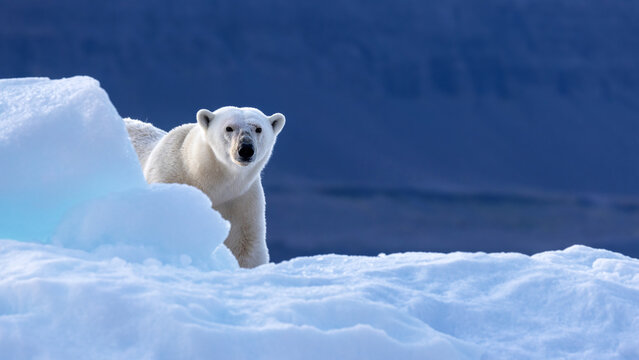 Polar bear, ursus maritimus, looks around the edge of an iceberg. Vikinge Bay, Scoresby Sund, Greenland. Blue background with space for text.