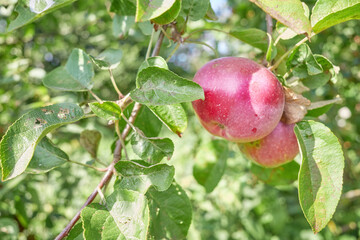 Photo of an apple on a tree, selective focus.