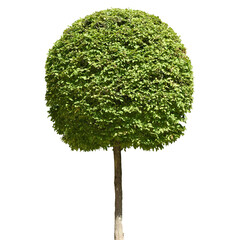 round cut decorative buxus box wood tree isolated on transparent background
