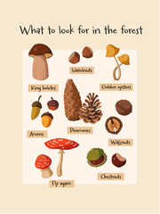 Cute Nursery Poster for children&rsquo;s room with Illustrated Whimsical mushrooms, Pine cones, Acorns and Chestnuts. Forest and Woodland Nursery wall art.