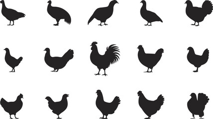 Chicken silhouette icon set with various hen and rooster shapes, perfect for farm, poultry, agriculture, and livestock design elements.