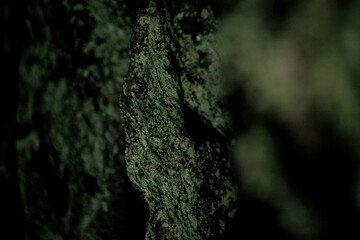 Close-up of a moss-covered tree bark in a forest setting. The texture is rich and green, showcasing the natural beauty of the Caucasus region.