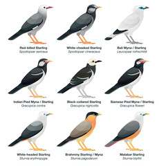 Obraz premium Another illustration collection set of starlings and mynas (mynah) found in Asia including Pied Mynas, Bali Myna, White-cheeked Starling, Brahminy Starling, Black-collared and Red-billed Starlings.