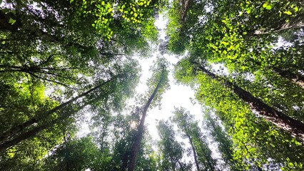 low angle background of a green forest, ecology and environment