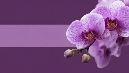 Plakat Purple orchids on a mauve background