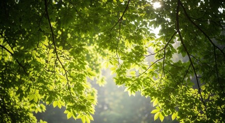Fototapeta premium Lush green canopy, sunlight filtering through leaves creating a peaceful atmosphere in nature