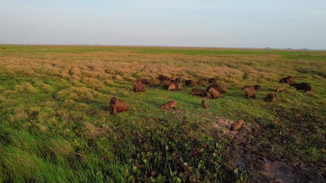 aerial shot highlights a group of capybaras, showing a variety of sizes from large adults to small babies, biggest rodent on Earth peacefully eating at dawn.