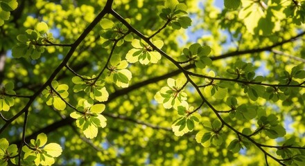 Sunlit canopy: Fresh green leaves create a vibrant natural background scene