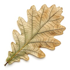 Fototapeta premium Algerian Oak Leaf Exotic North African Foliage with Deep Green Hue and Distinct Lobed Form Captured on Pure White Background Highlighting Regional Heritage Beauty and Minimal Natural Elegance