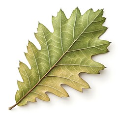 Fototapeta premium Sawtooth Oak Leaf Distinct Asian Foliage with Long Narrow Form and Fine Serrated Edges Displayed on Pure White Background Highlighting Ornamental Elegance and Minimal Natural Beauty