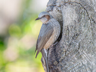 木にとまるヒヨドリ