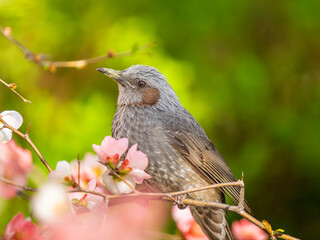 ボケの花とヒヨドリ
