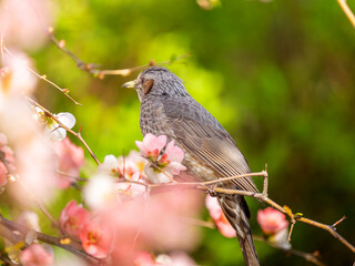 ボケの花とヒヨドリ