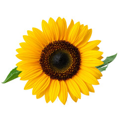 Fototapeta premium Sunflower transparent background