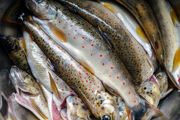 fresh Balkan trout