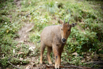 Wild goat walking through the forest