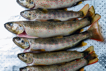 fresh Balkan trout