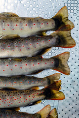 fresh Balkan trout