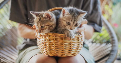 Two cute little tabby baby kittens in a straw basket held by a woman © olezzo