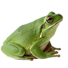 Fototapeta premium High quality green tree frog amphibian stock photo isolated on black background close up detailed image