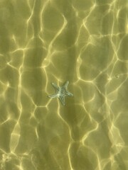 sea star under water 💦 surface