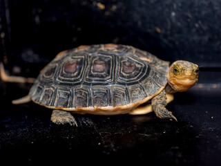 セマルハコガメのアップ