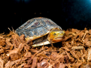 セマルハコガメのアップ