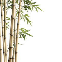 Natural Bamboo Plant Cutout High-Quality Photography © Amzad