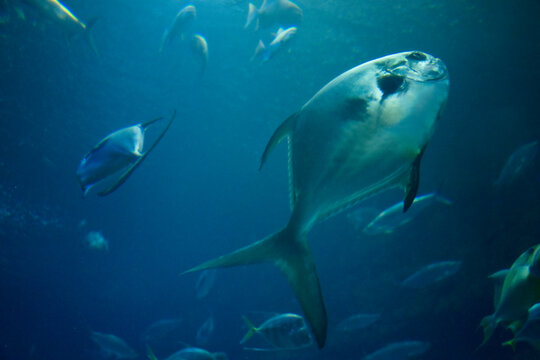 Permit fish swimming underwater