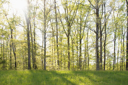 Woods along the Natchez Trace in springtime