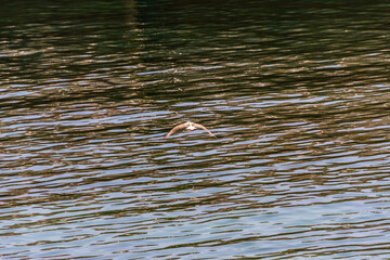 Larus michahellis pertenece a la familia de Laridae.