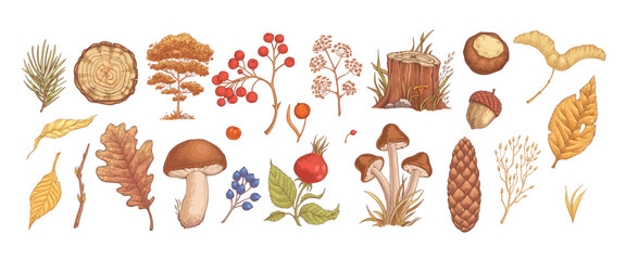 Hand drawn vector set autumn elements. Fall leaves, mushrooms, maple, acorns, berries, oak, pumpkins. Harvest time. Colored trendy illustration Autumn floral stickers