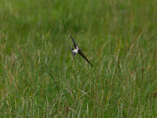 Rauchschwalbe im Flug