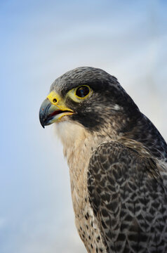 Close-up of Peregrine Falcon against sky