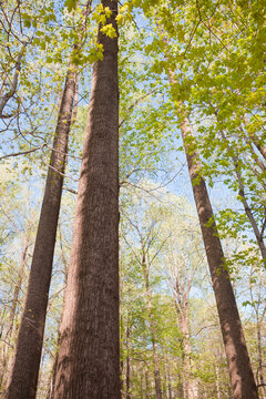 Fototapeta Low angle view of tall trees in forest in springtime