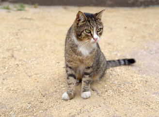 Striped cat sitting on sandy ground with alert eyes and calm posture. Animal instinct, independence, and street life expressed in feline portrait.