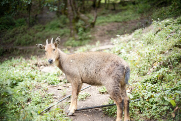 Fototapeta premium Wild animal in dense woodland environment