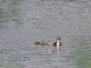 Haubentaucher mit Jungen