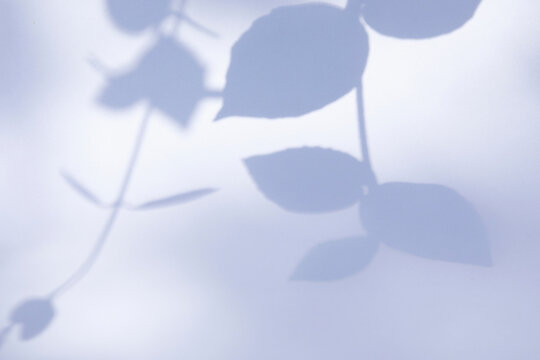 Shadows of leaves on white background